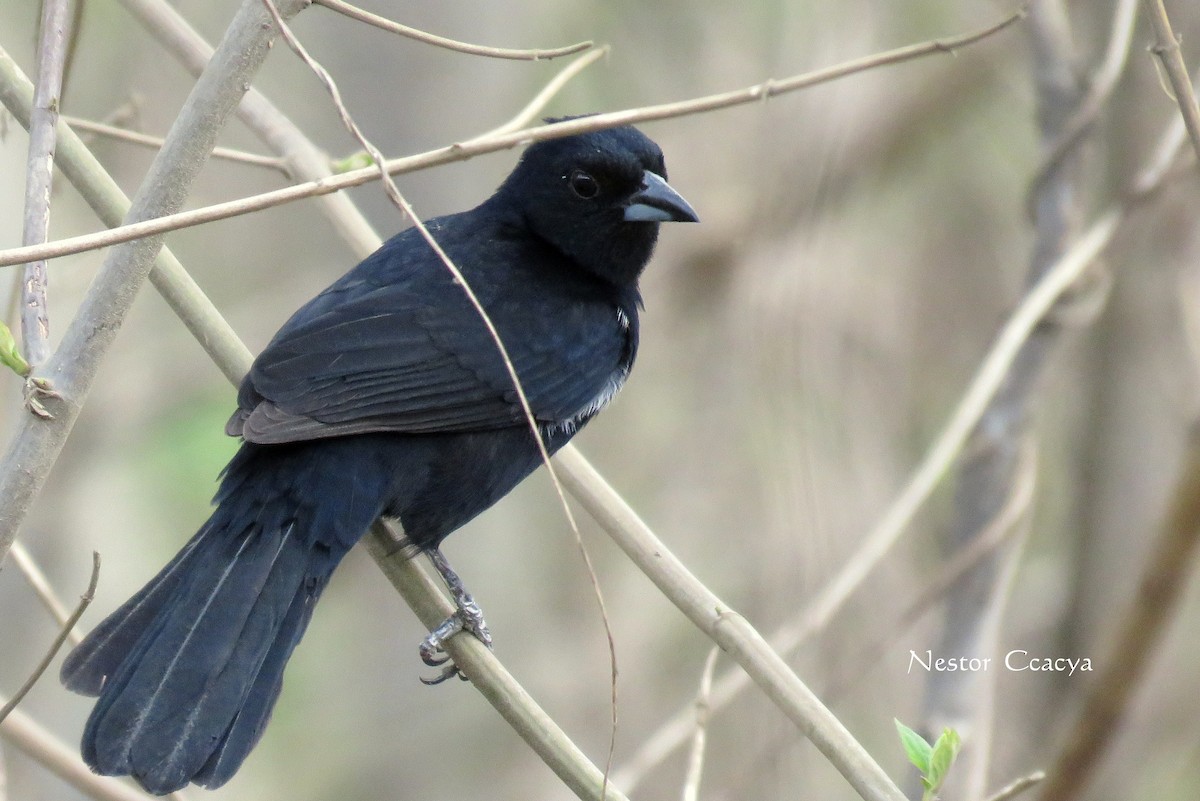 White-lined Tanager - ML39487131