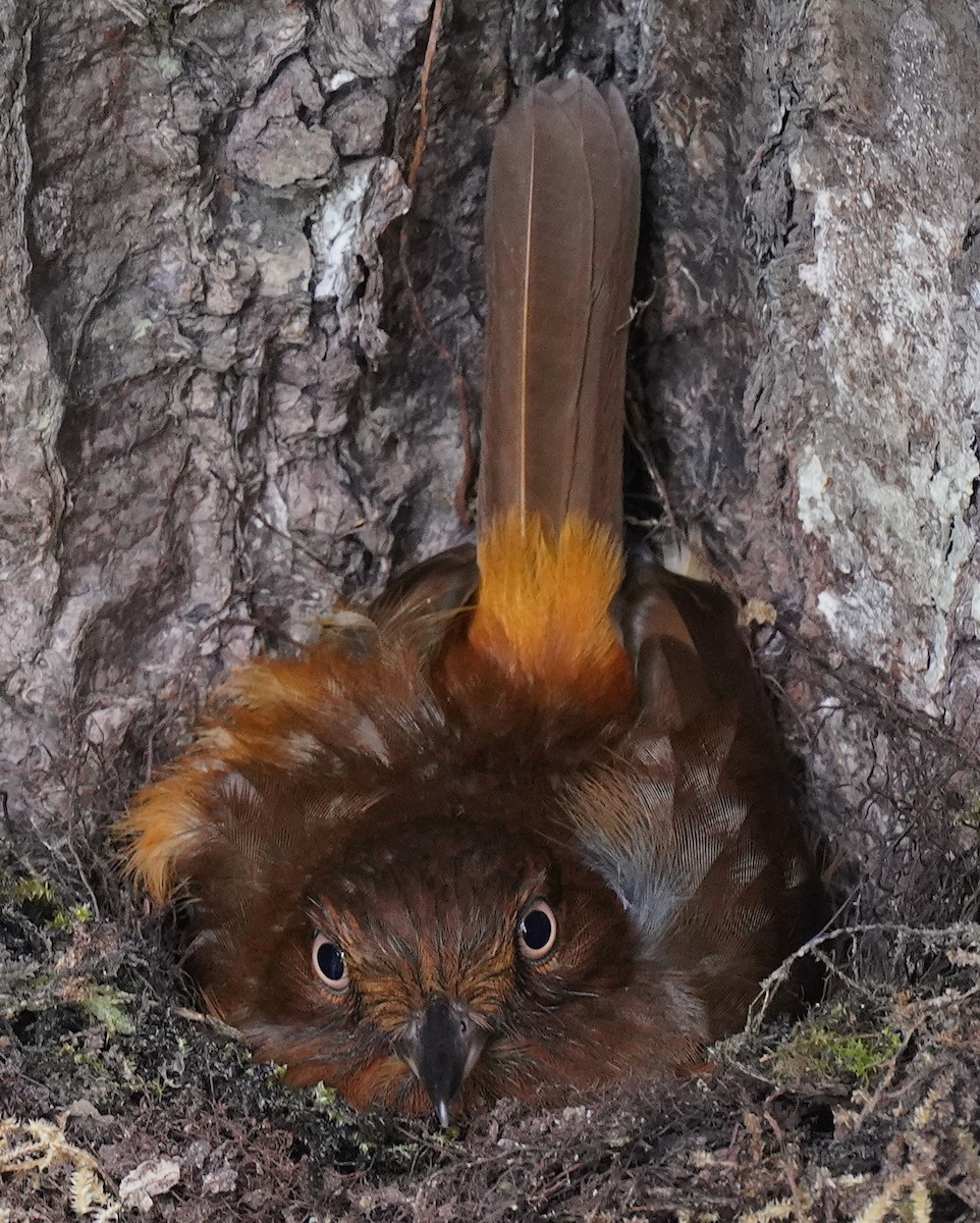 Bright-rumped Attila - rudy gelis