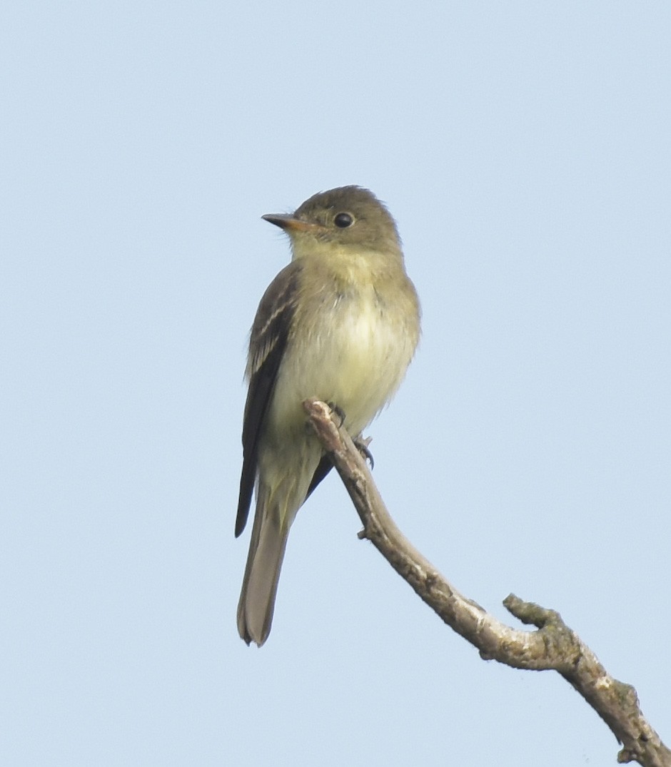 Eastern Wood-Pewee - ML394872521