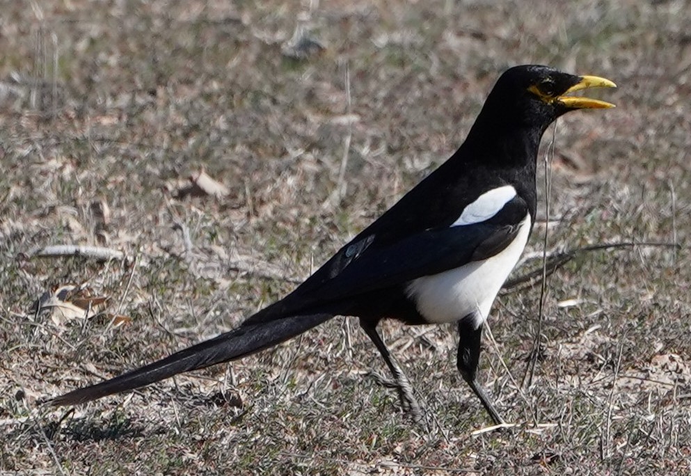 Yellow-billed Magpie - ML394873571