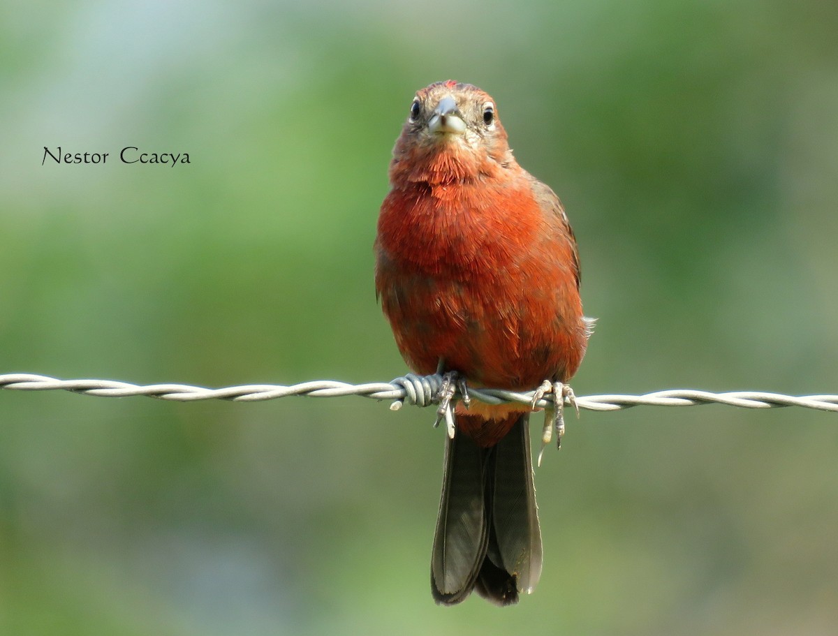 Red-crested Finch - ML39487401