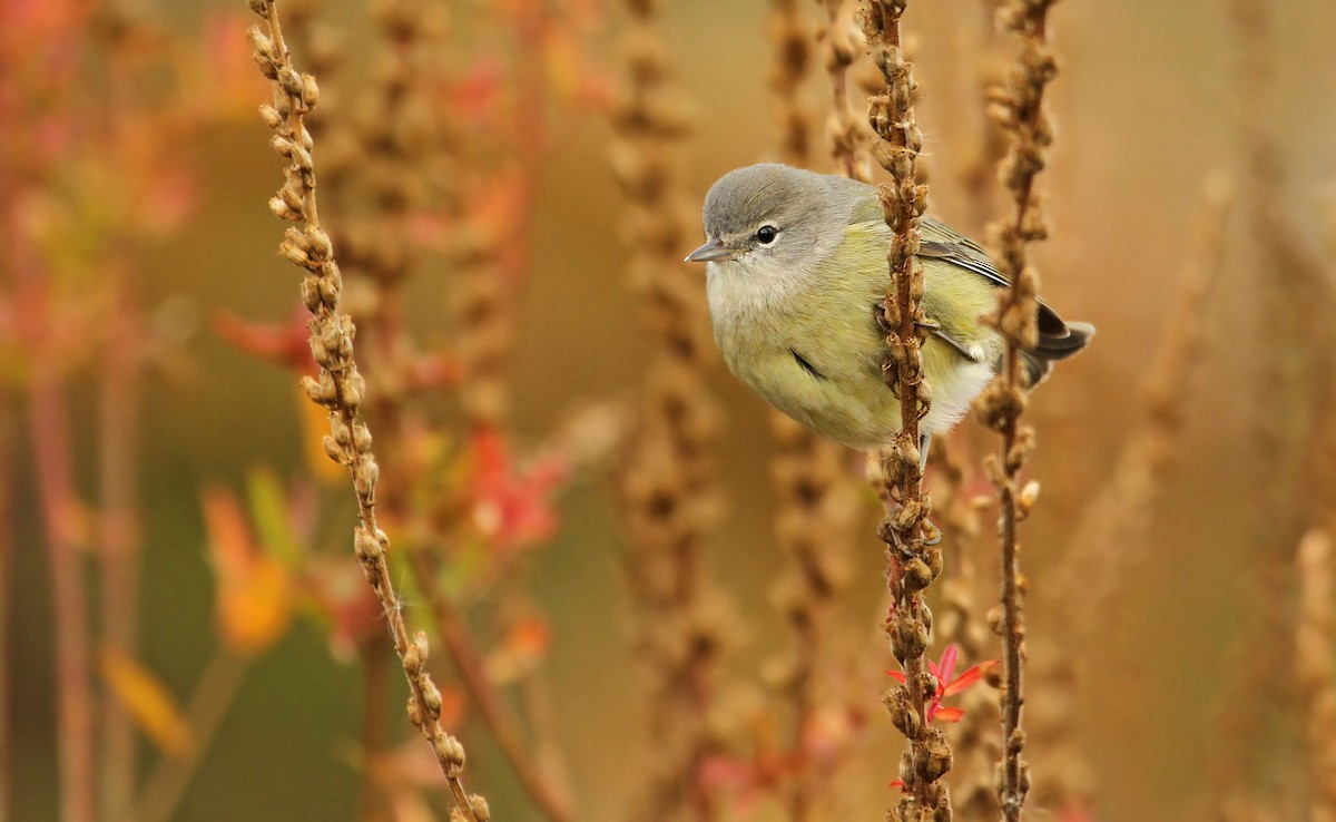 Orange-crowned Warbler - Ryan Schain