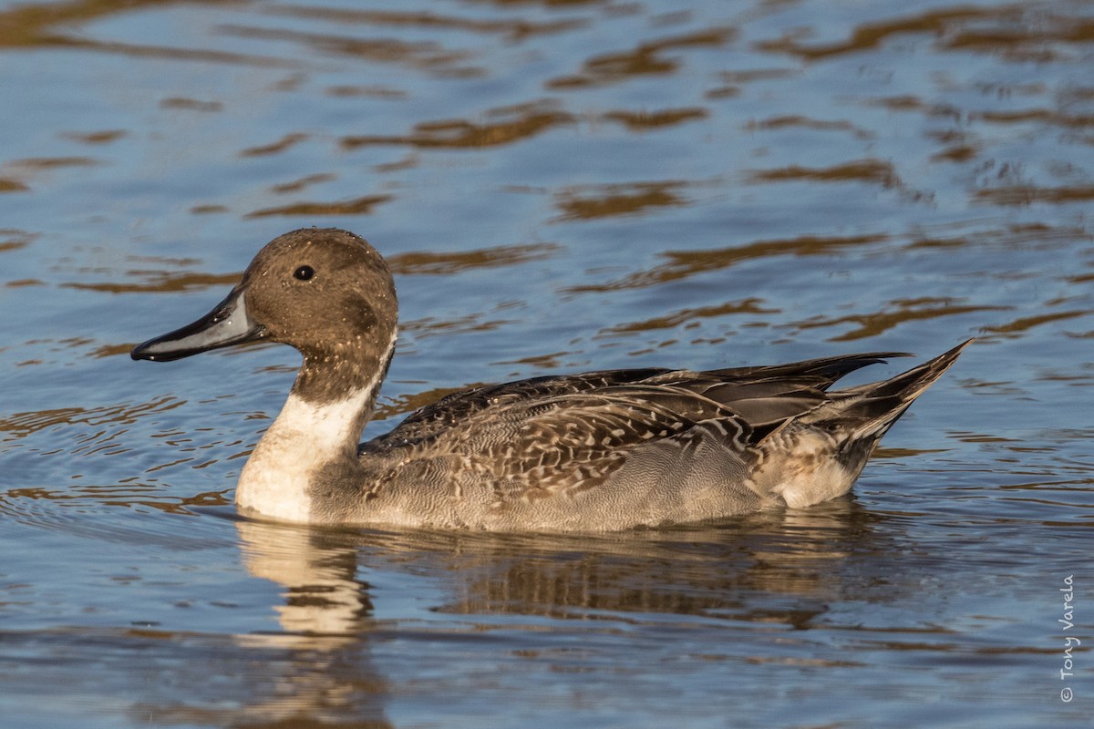 Northern Pintail - ML39487441