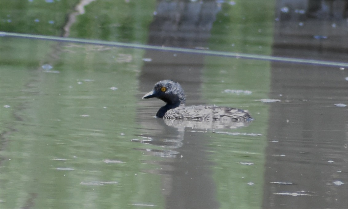 Least Grebe - ML394876491