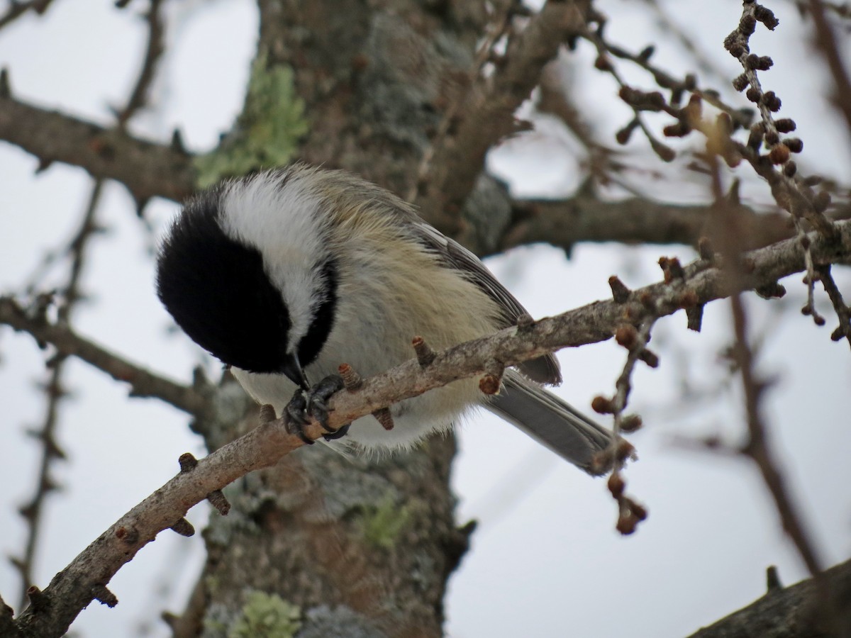 Black-capped Chickadee - ML394877291