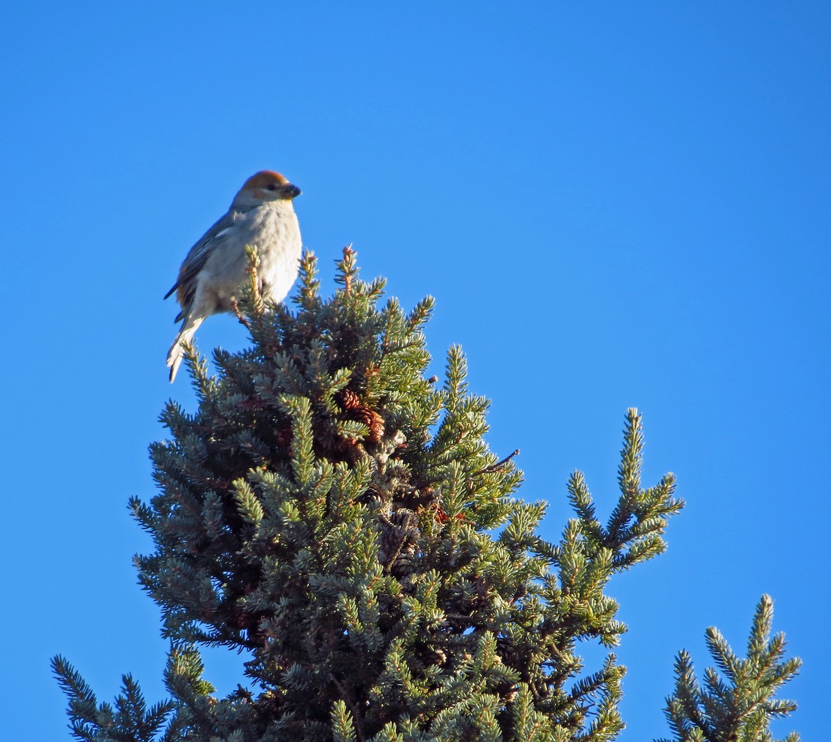 Pine Grosbeak - ML394877731