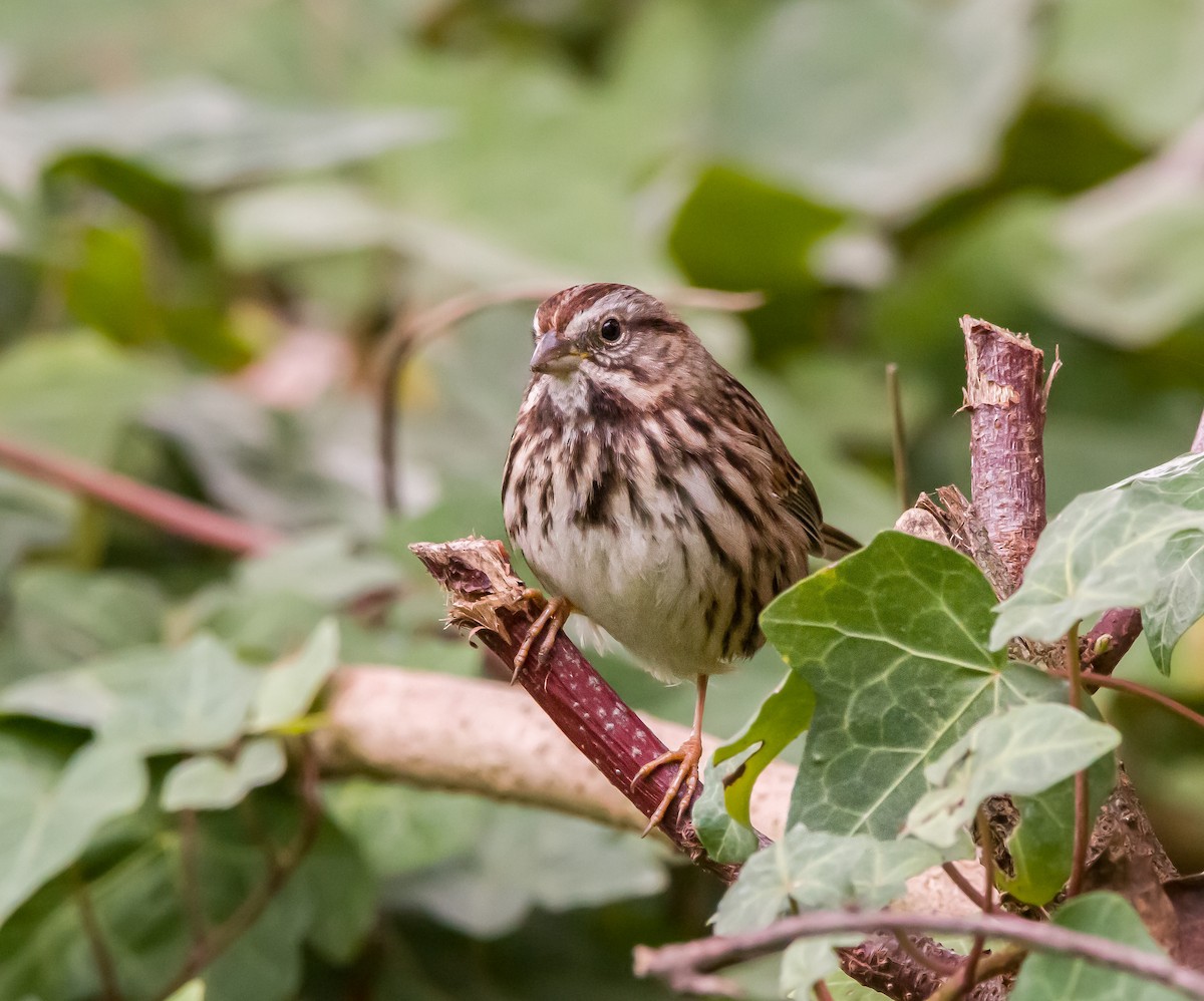 Song Sparrow - ML394878271