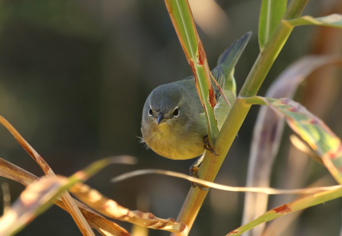 Orange-crowned Warbler - Ryan Schain