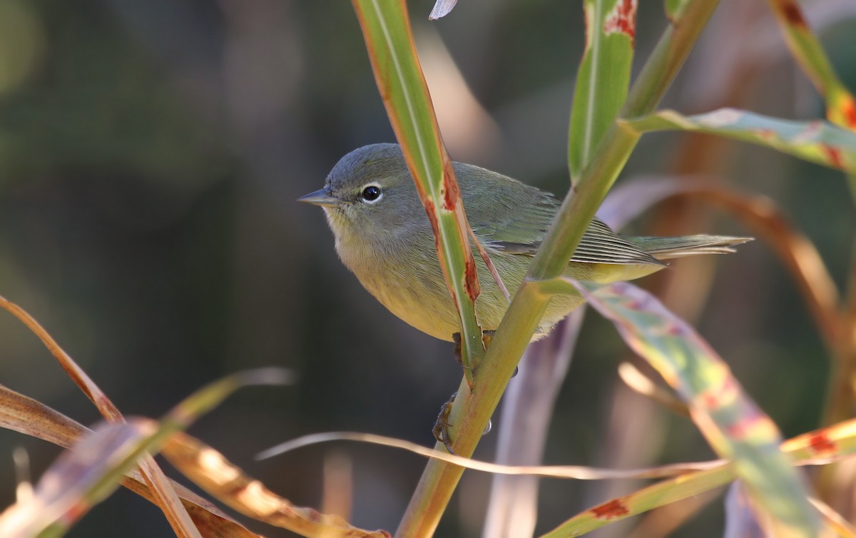 Orange-crowned Warbler - Ryan Schain