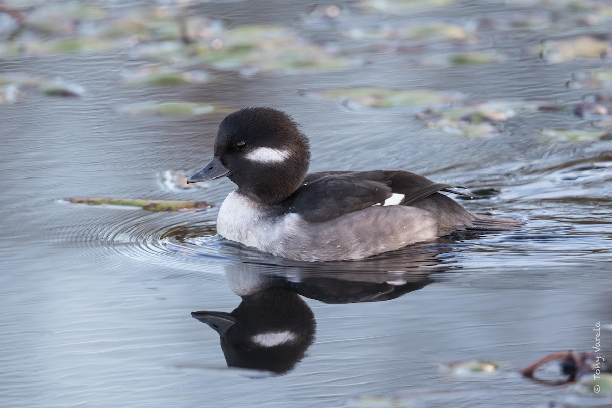 Bufflehead - Tony V