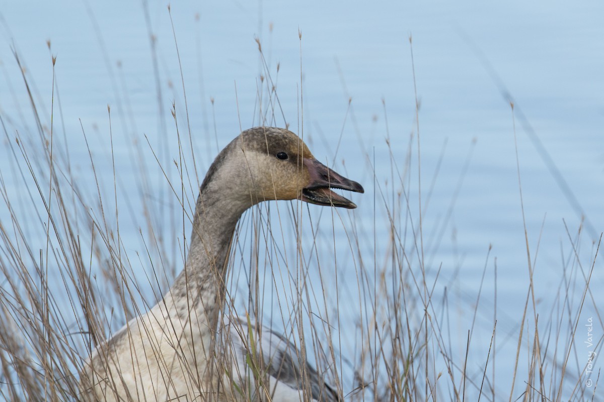 Snow Goose - Tony V