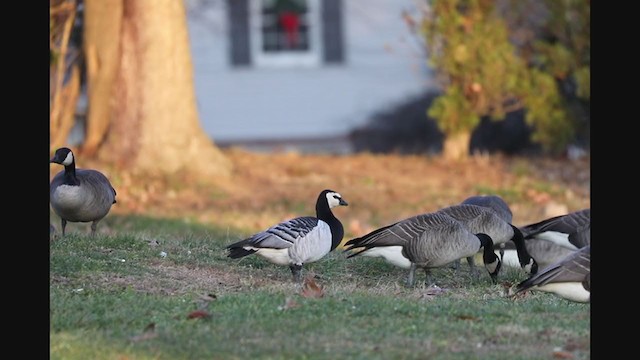 Barnacle Goose - ML394878831