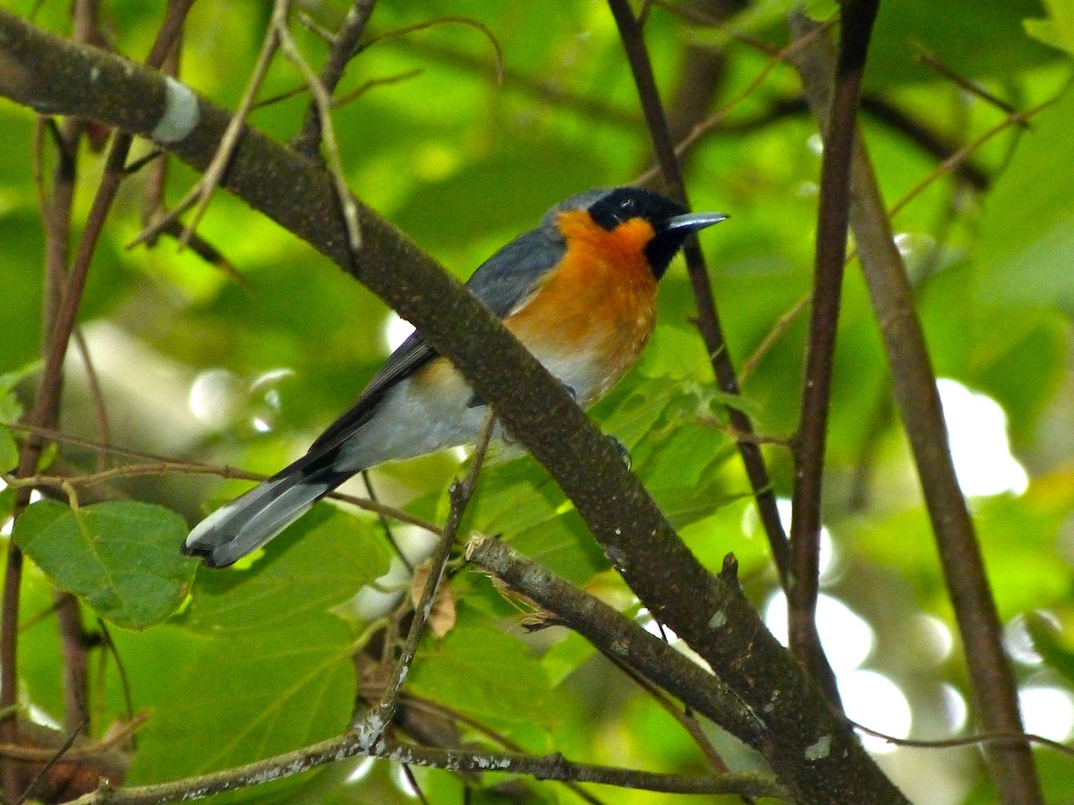 Spectacled Monarch - ML39487931