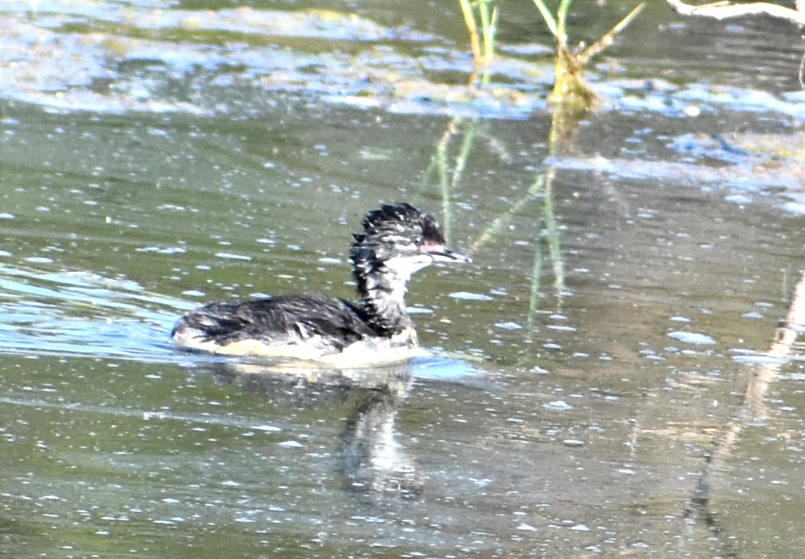 Least Grebe - ML394879371