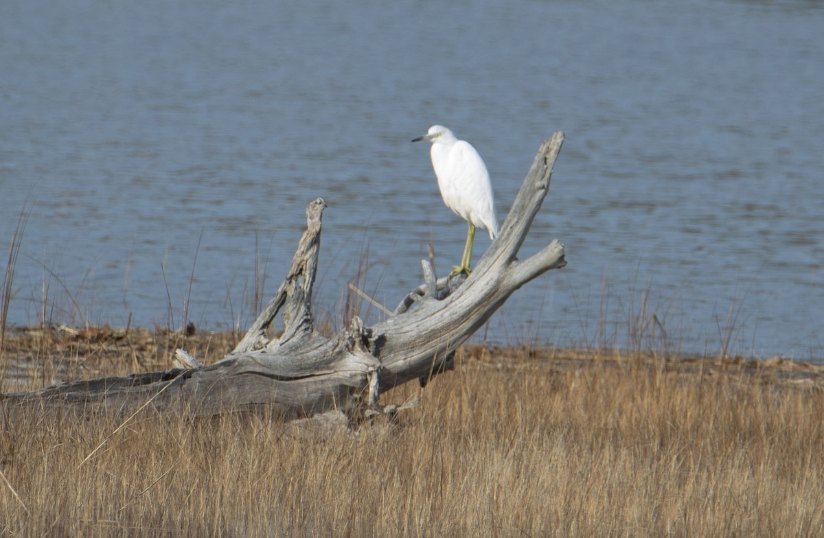 Little Blue Heron - ML394879451