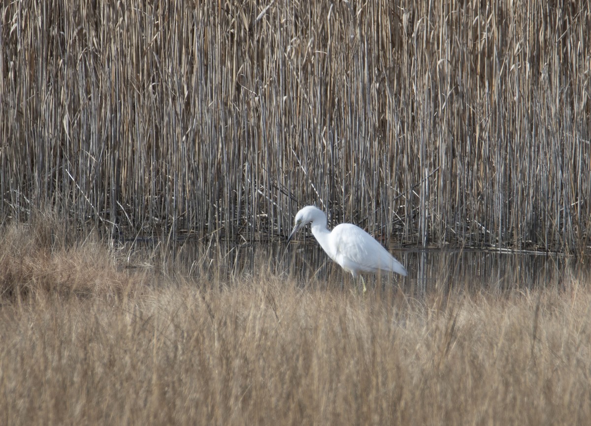 Little Blue Heron - ML394879461