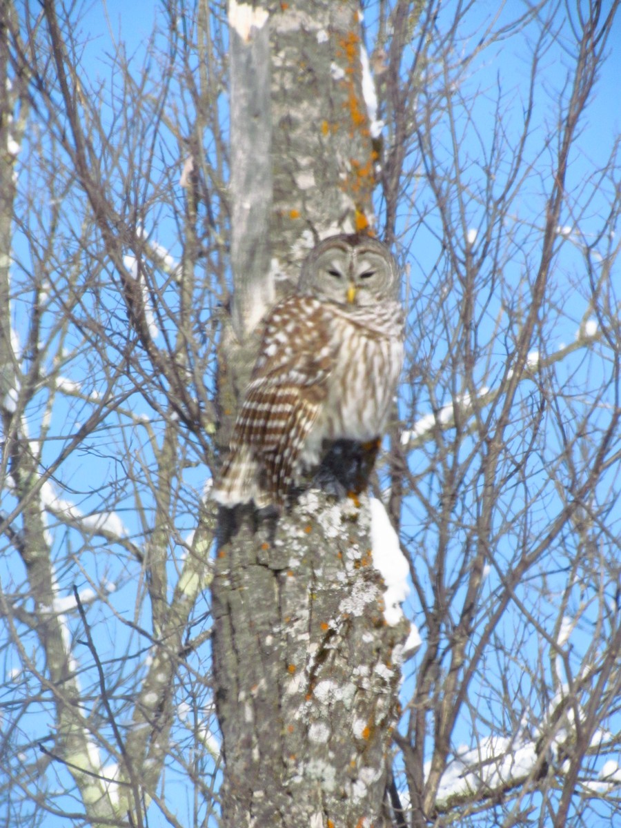 Barred Owl - ML394880681