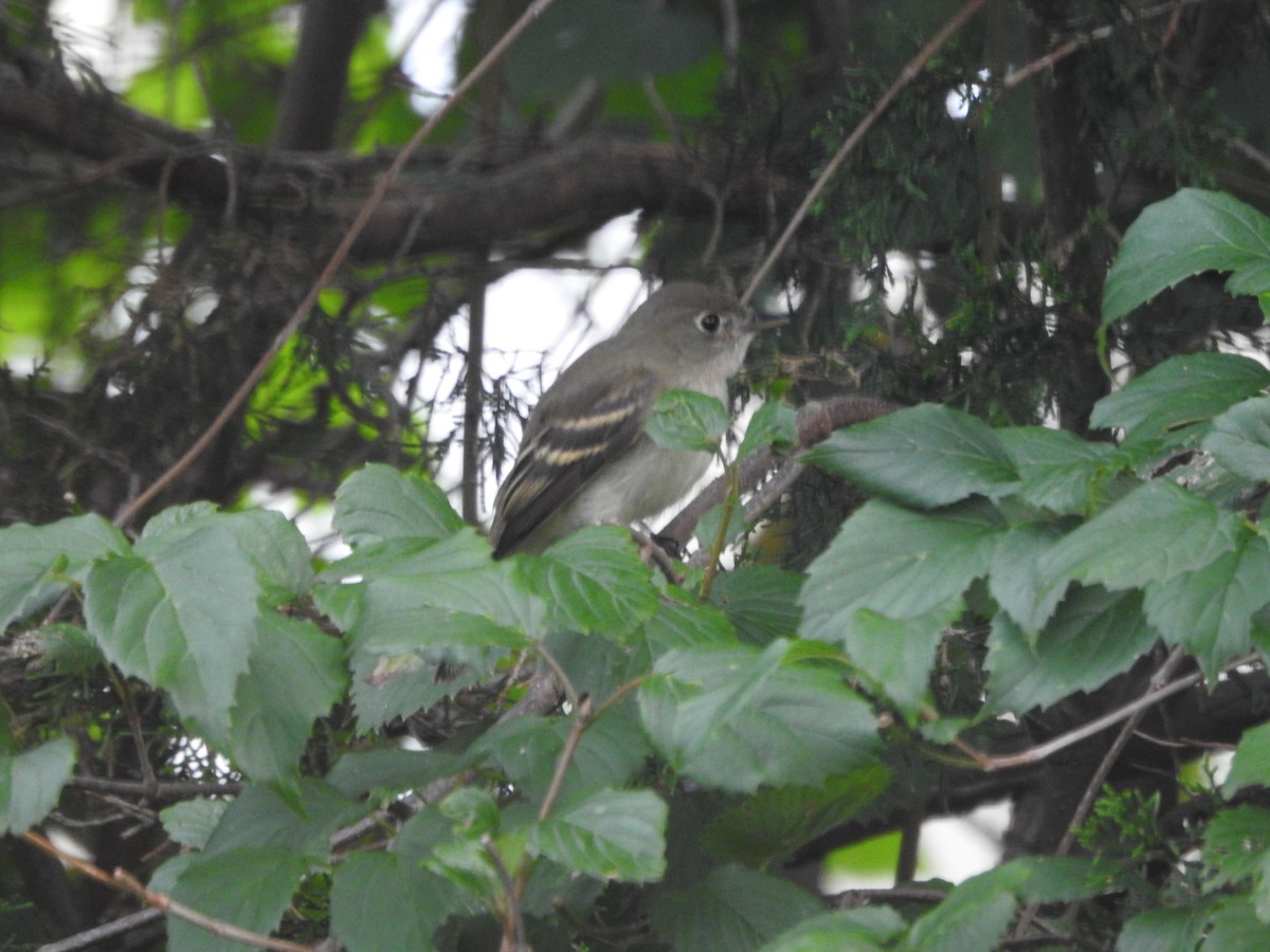 Alder/Willow Flycatcher (Traill's Flycatcher) - ML394881961