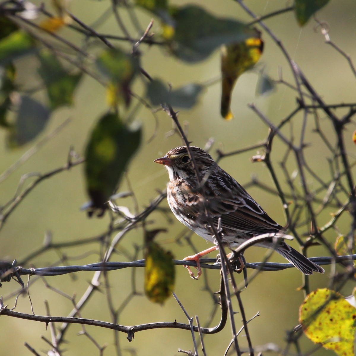 Vesper Sparrow - ML39488391