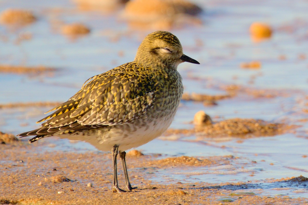 European Golden-Plover - ML394884161