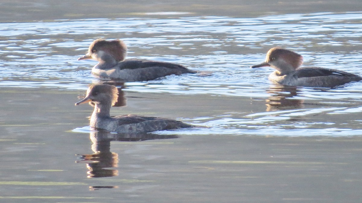 Hooded Merganser - James Hirtle