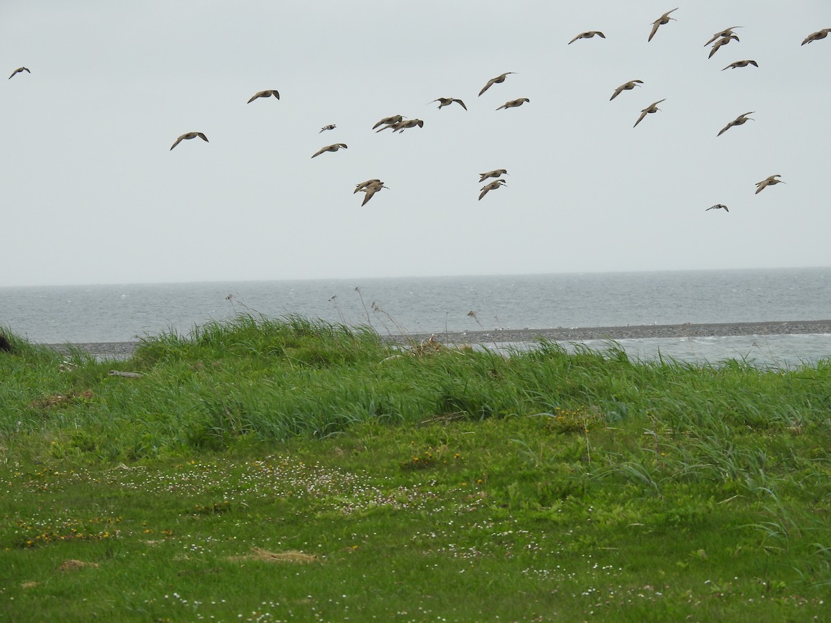 Hudsonian Whimbrel - ML394886131
