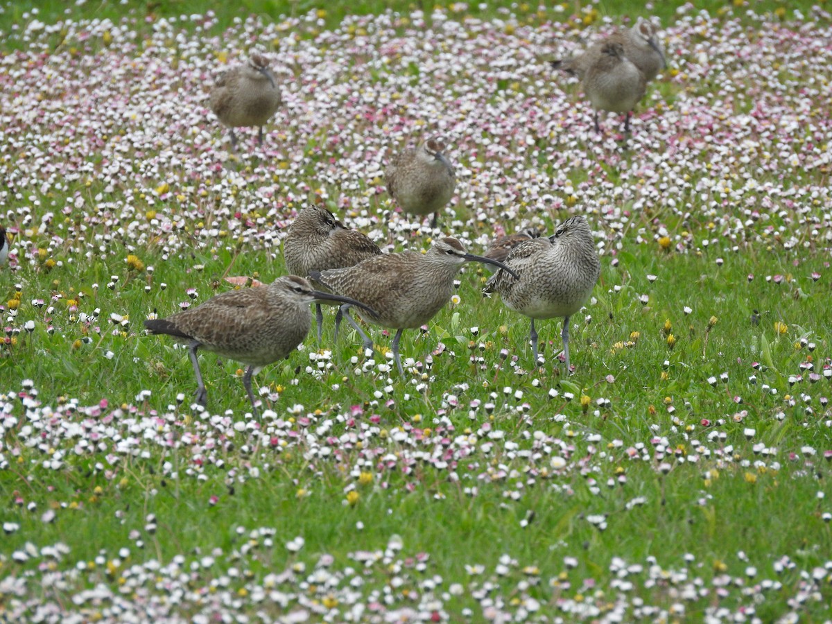 Hudsonian Whimbrel - ML394886151