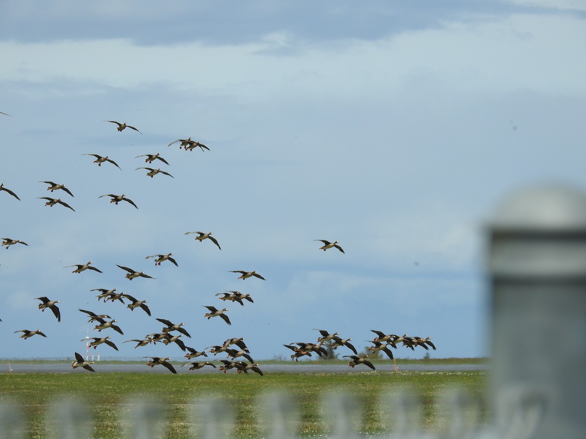 Greater White-fronted Goose - ML394886441