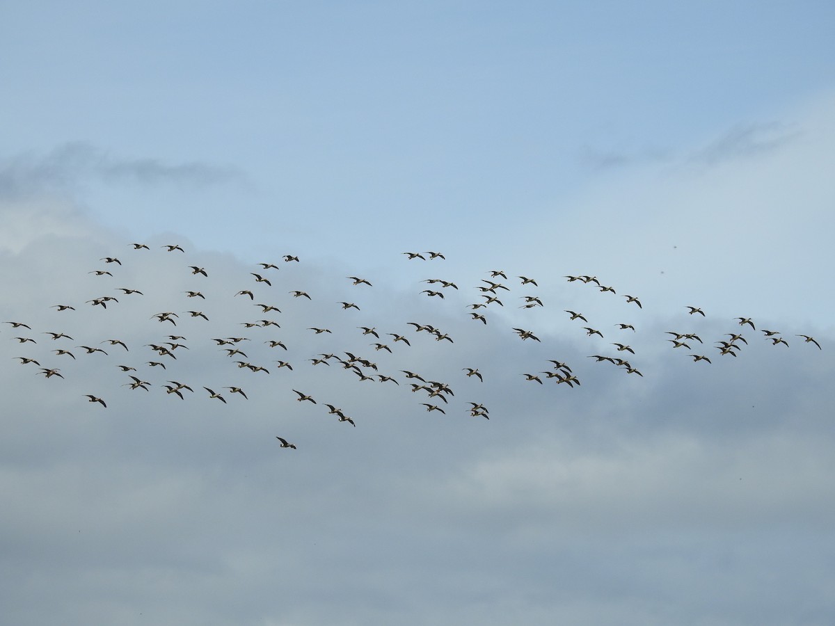 Greater White-fronted Goose - ML394886491