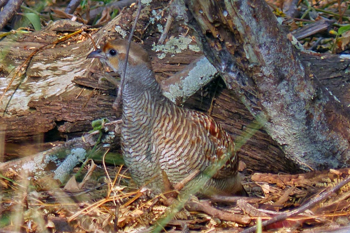 Gray Francolin - ML394887061