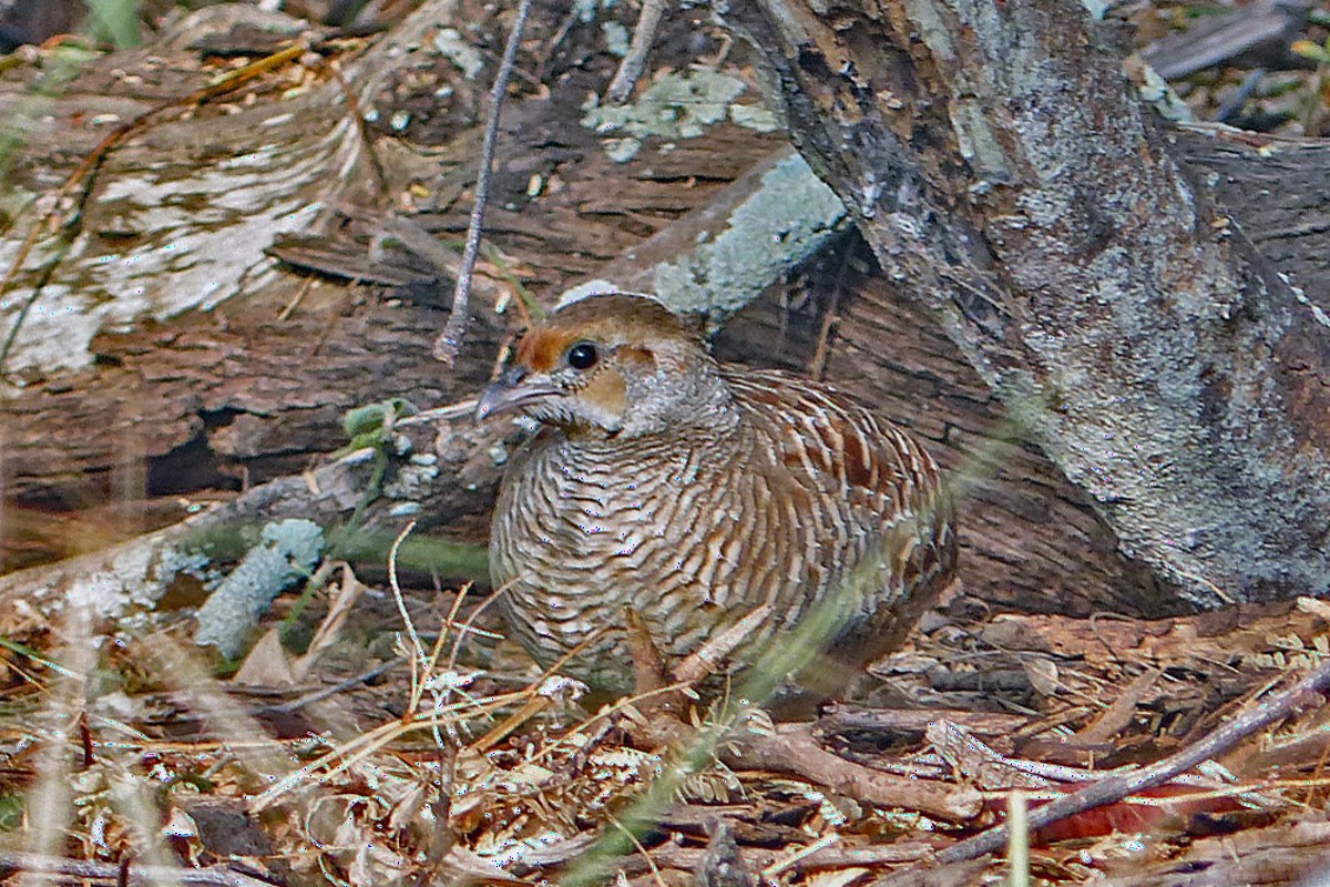 Gray Francolin - Paul Prappas