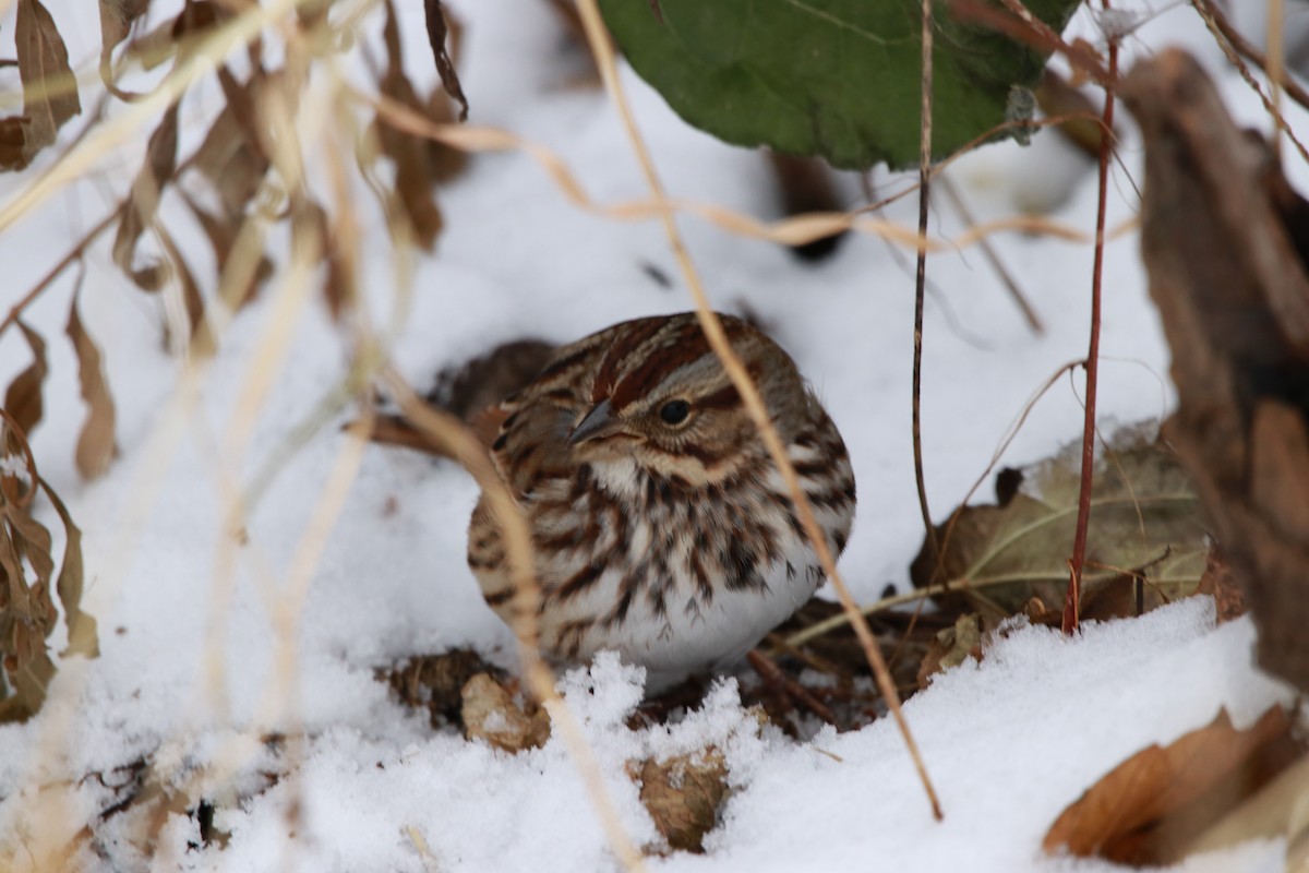 Song Sparrow - ML394887741