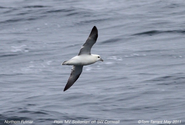 Fulmar boréal - ML39488861