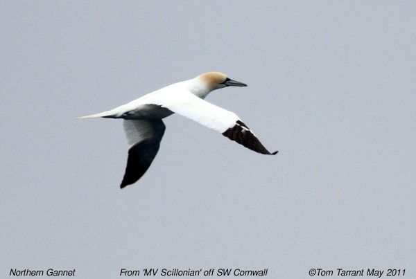 Northern Gannet - Tom Tarrant