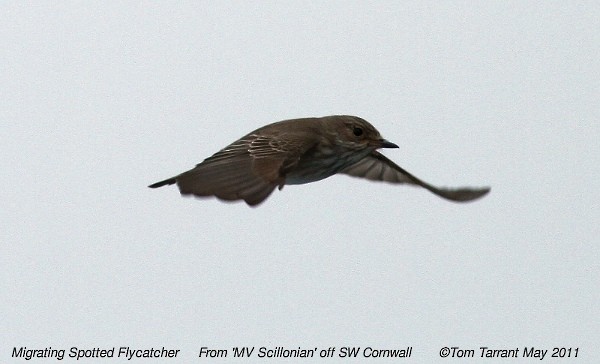 Spotted Flycatcher - ML39488981