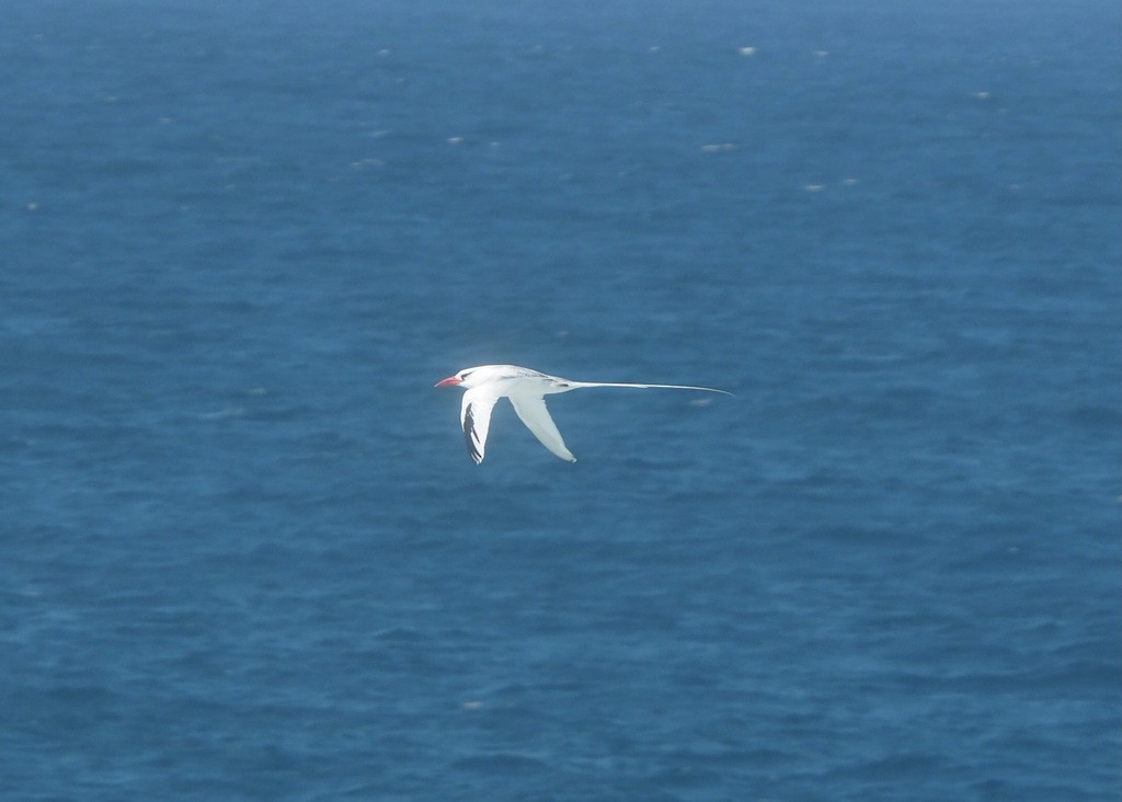 Red-billed Tropicbird - ML394889921