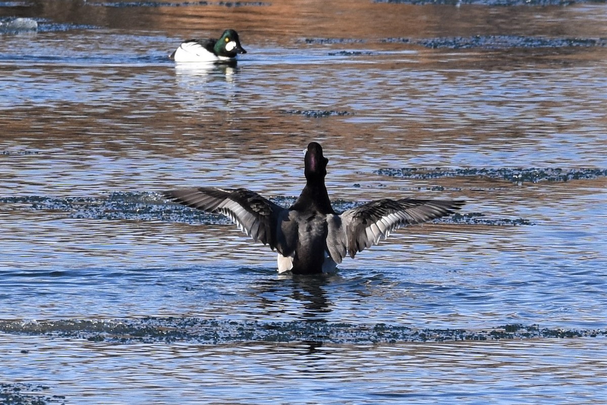Redhead x Lesser Scaup (hybrid) - Calvin S