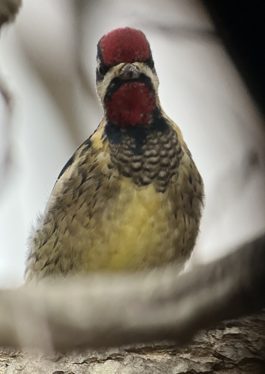 Yellow-bellied Sapsucker - Rick Heil