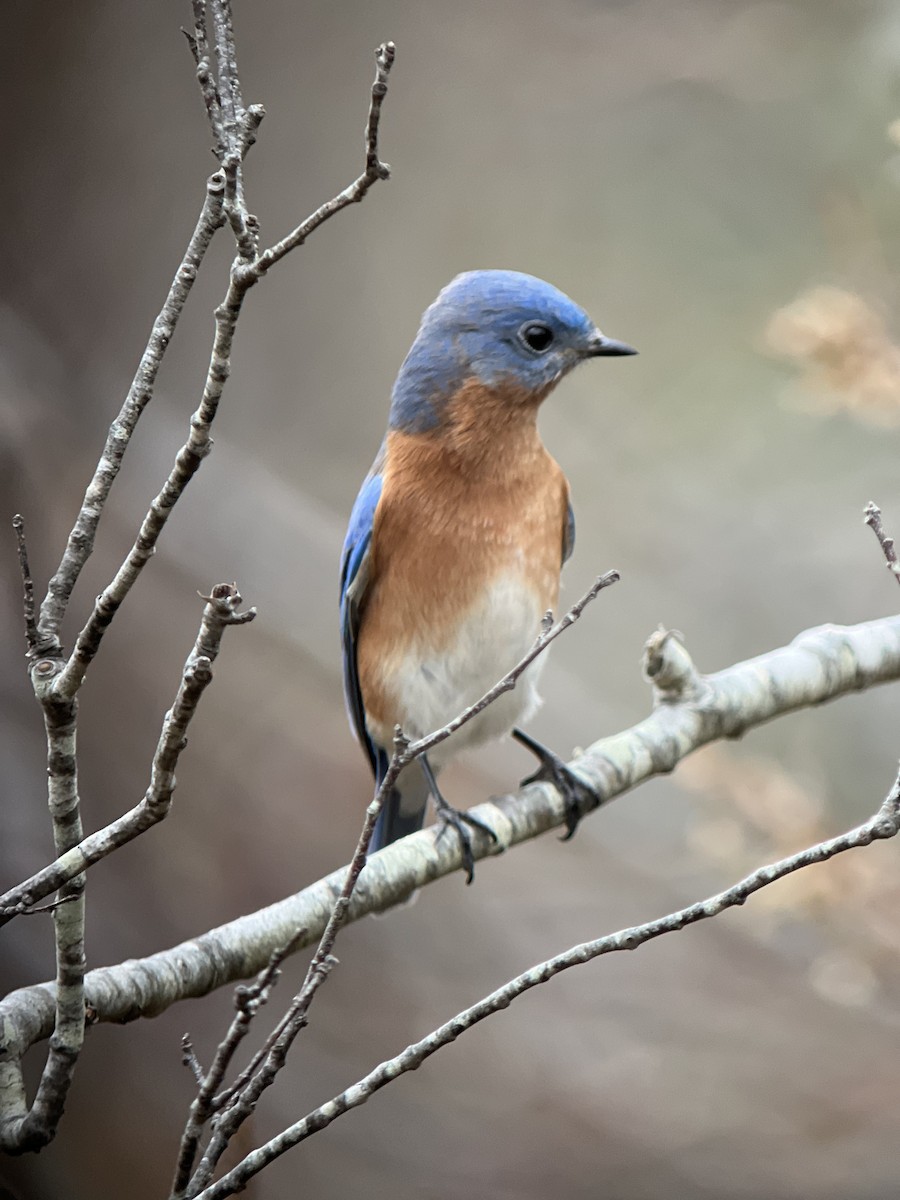 Eastern Bluebird - ML394892681