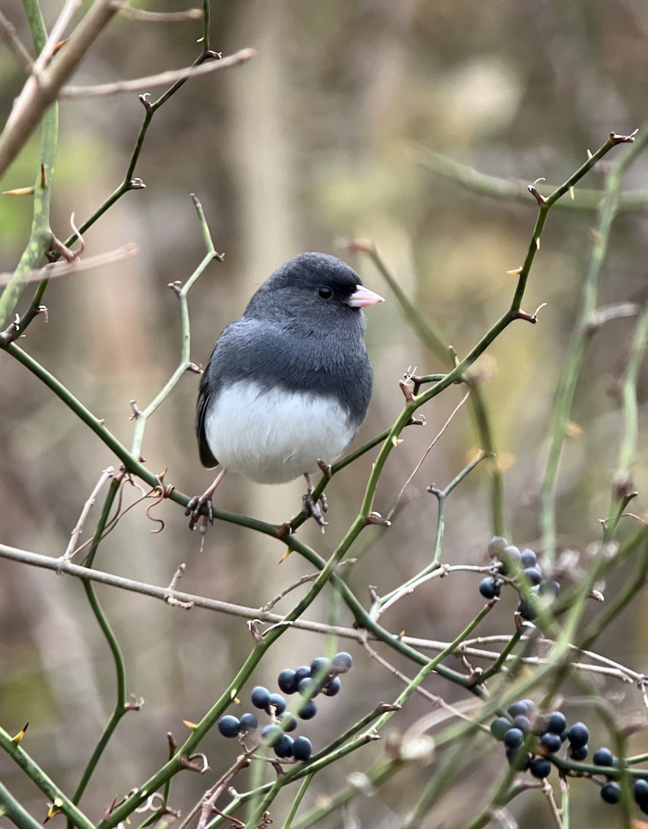 Junco Ojioscuro (hyemalis/carolinensis) - ML394893221