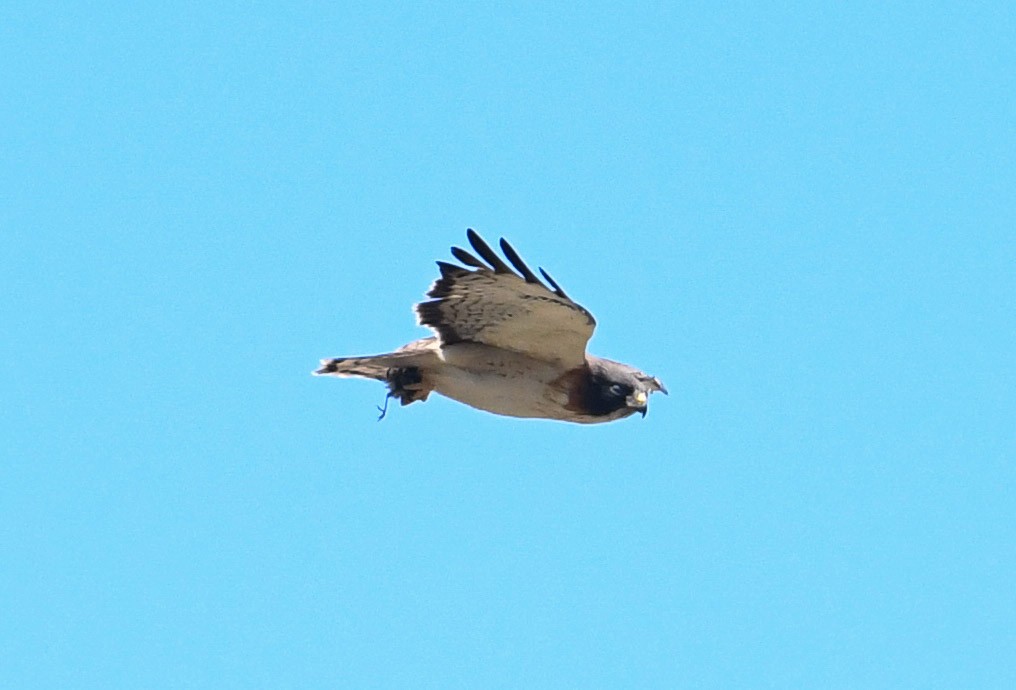 Short-tailed Hawk - ML394895651