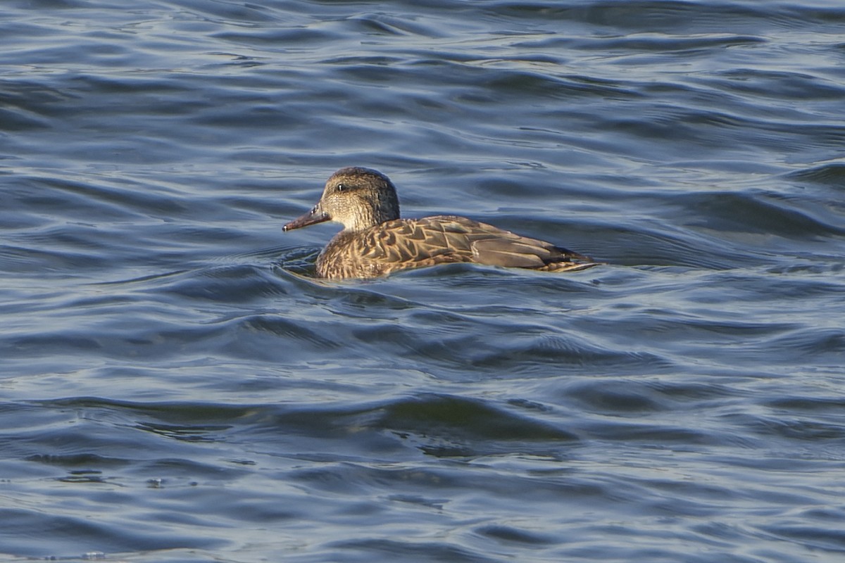 Gadwall - Mike Losacco