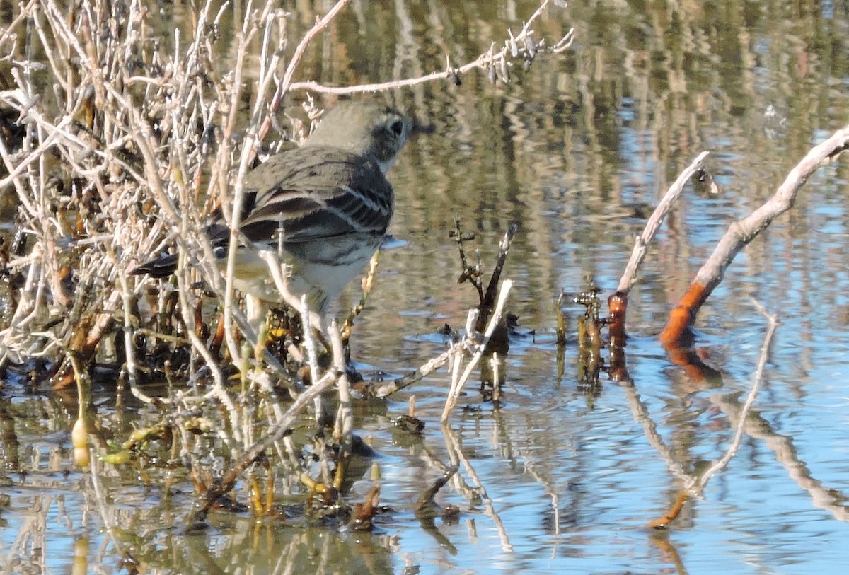 Spioncello del Pacifico - ML394897201