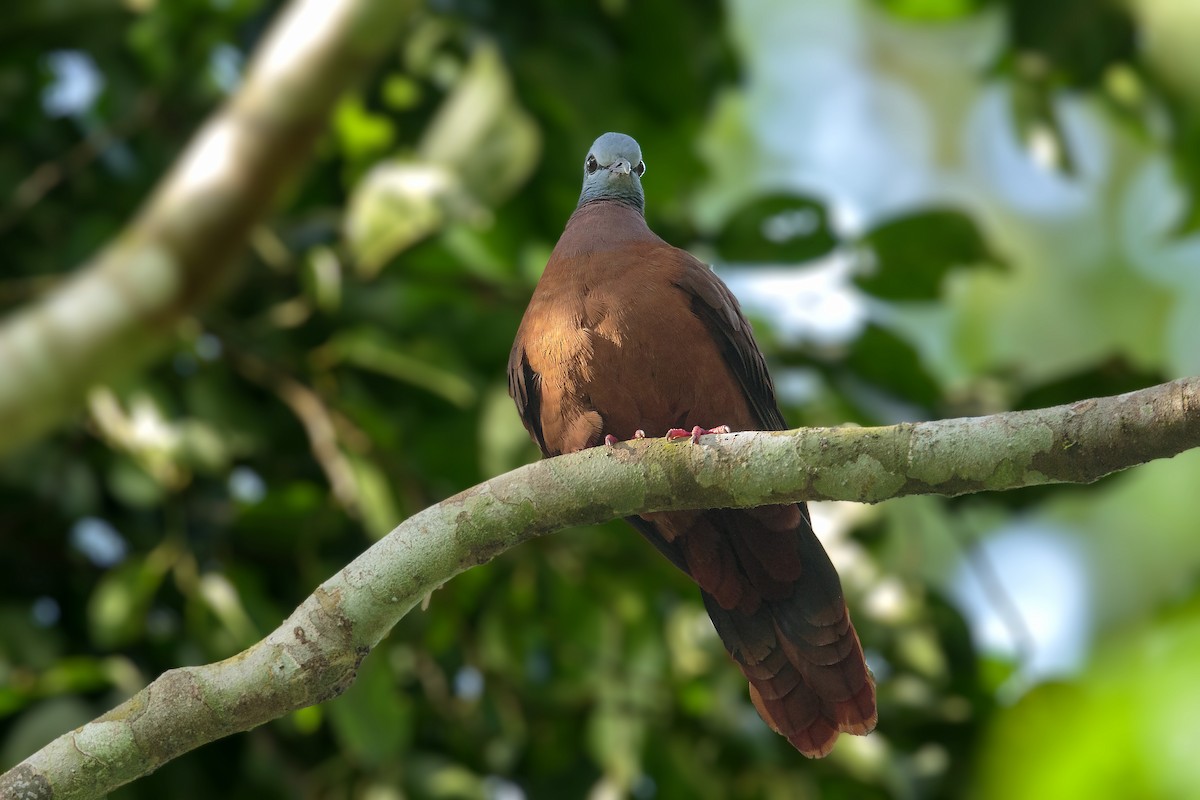 Blue-headed Wood-Dove - ML394898541