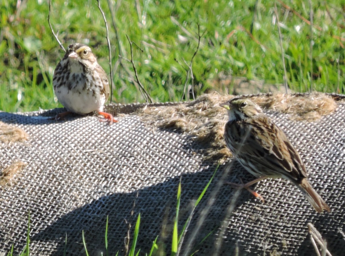 Savannah Sparrow - ML394898691
