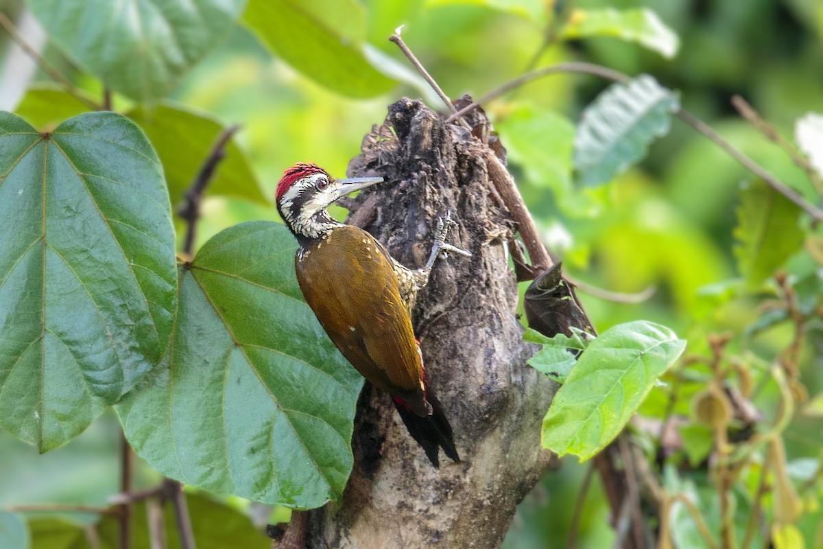 Fire-bellied Woodpecker - ML394898721