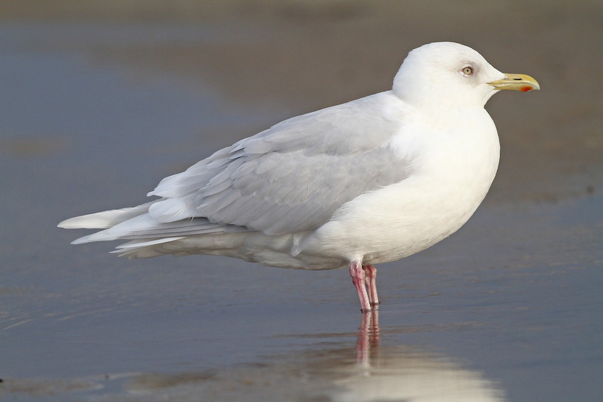 Iceland Gull (kumlieni/glaucoides) - Jeremiah Trimble