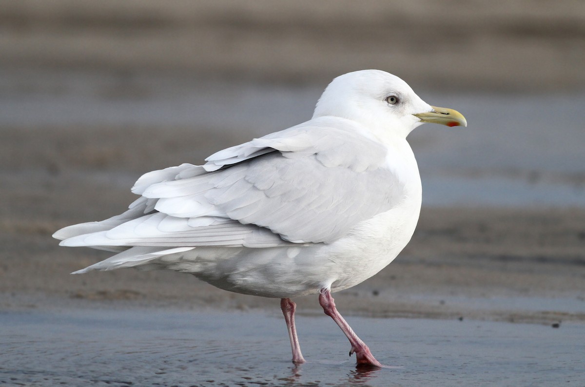 Iceland Gull (kumlieni/glaucoides) - ML39490041