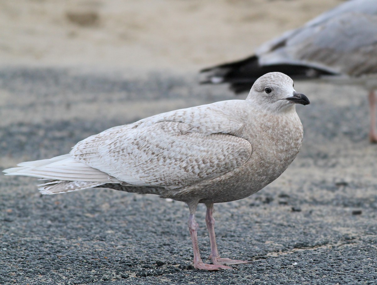 Iceland Gull (kumlieni/glaucoides) - ML39490051