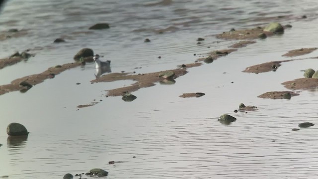 Red Phalarope - ML394901561